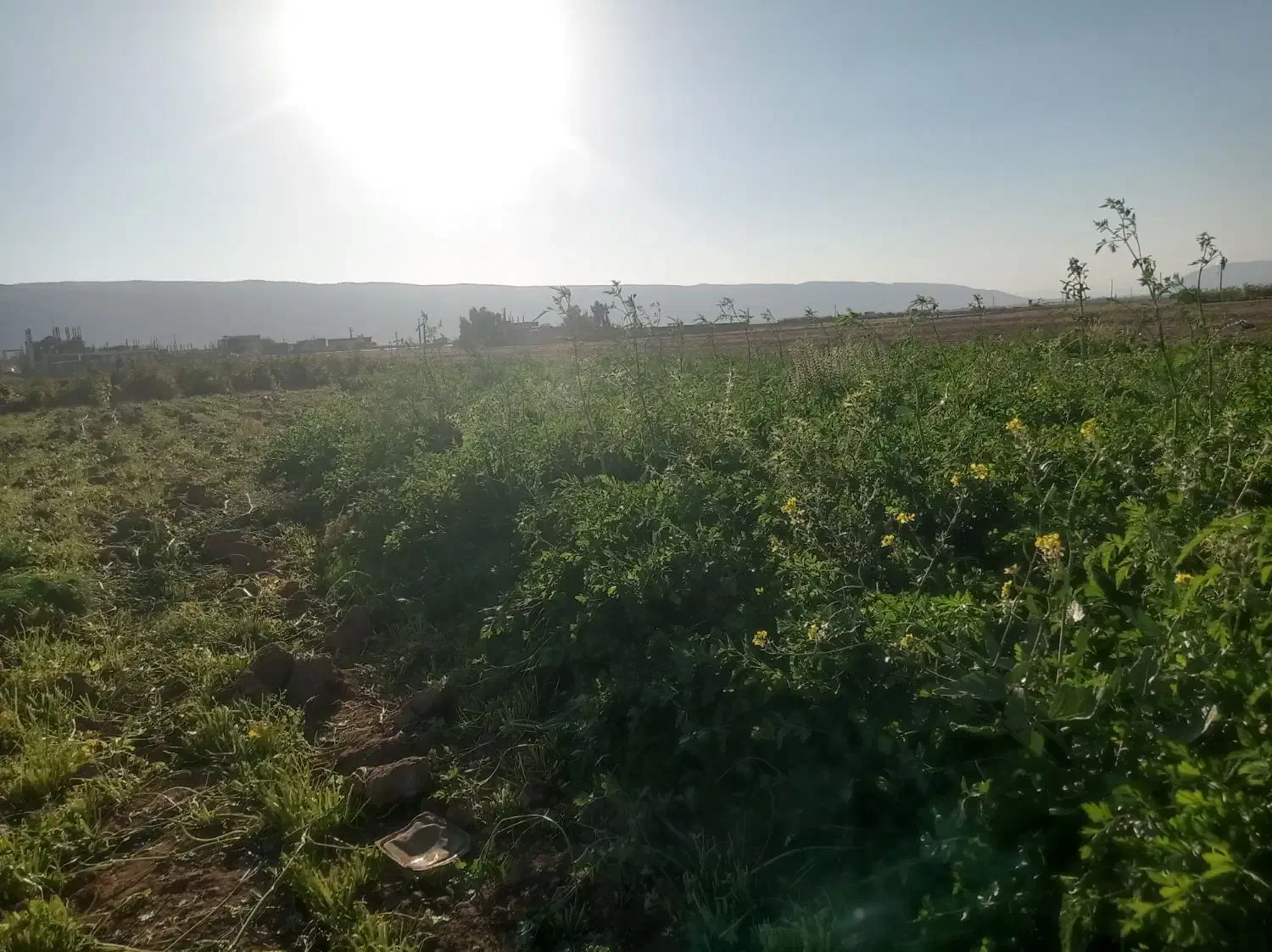 سبزی‌جات|خوردنی و آشامیدنی|رومشکان, |دیوار