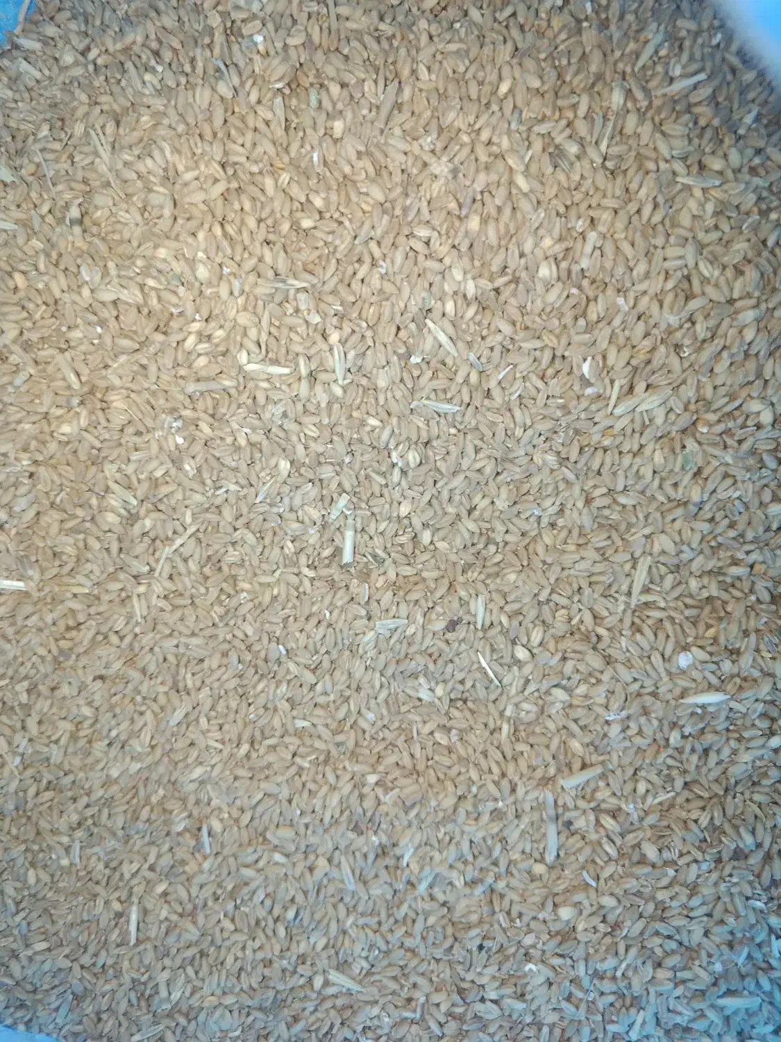 گندم کوهدشت|عمده‌فروشی|کوهدشت, |دیوار