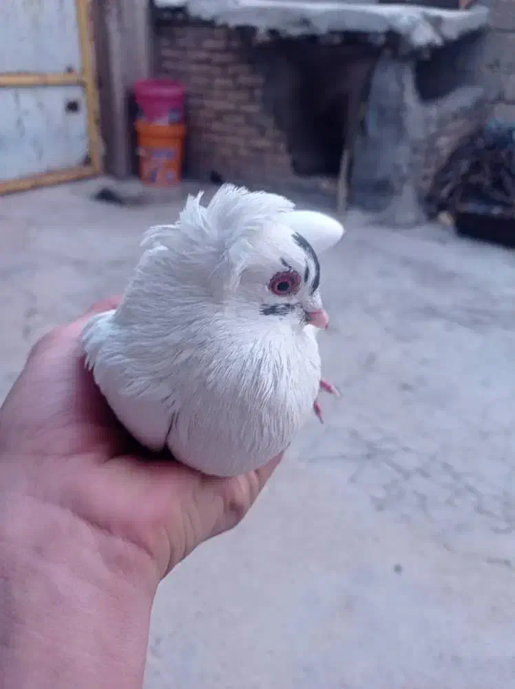 کفتر|پرنده|اردل, |دیوار