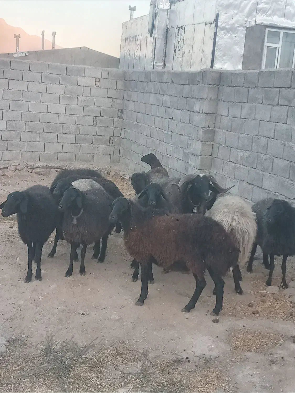 میش شیشک قوچ بره|حیوانات مزرعه|زالیان, |دیوار