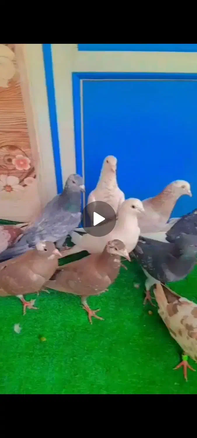 دورگ|پرنده|دزفول, |دیوار