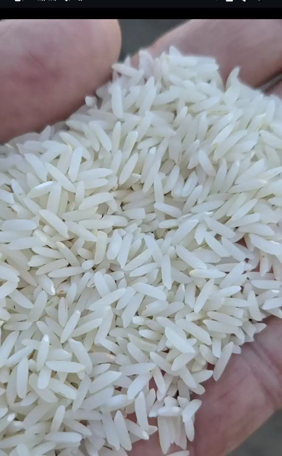 برنج دره رود|خوردنی و آشامیدنی|تبریز, |دیوار