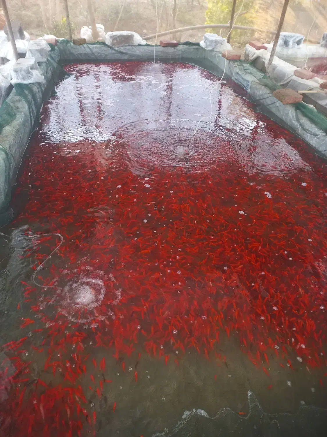 ماهی قرمز عید|ماهی|بجنورد, |دیوار