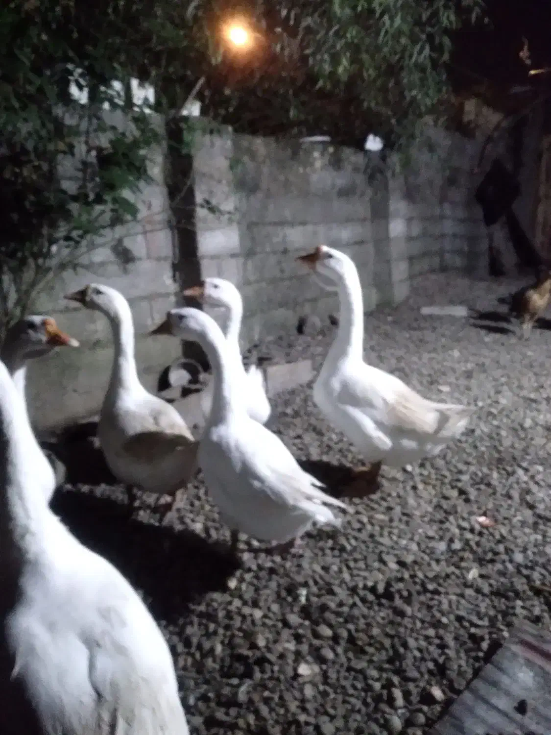 فروش پنج عدد قو غاز سالم و سلامت یک نر چهار ماده|حیوانات مزرعه|رشت, سیا اسطلخ|دیوار