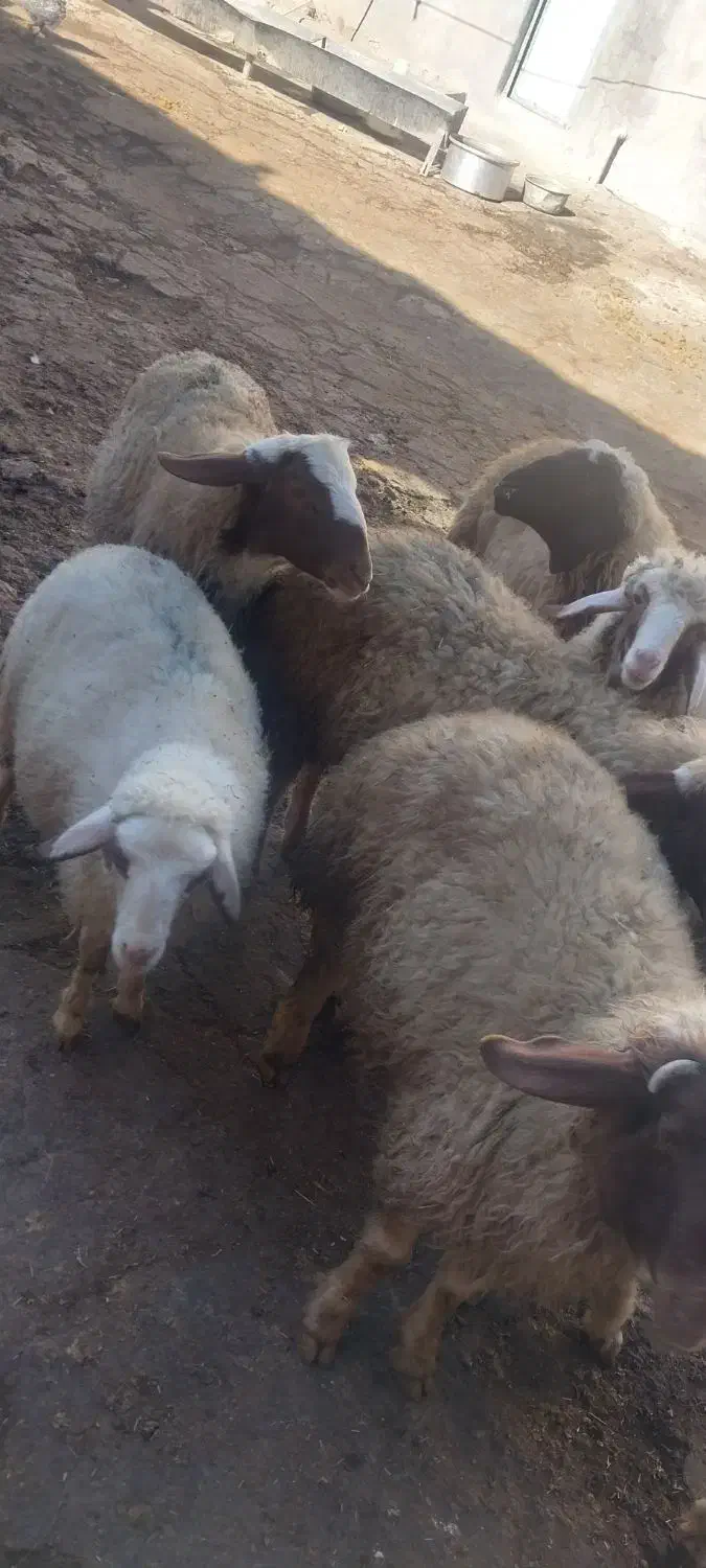 بره نر سبک و سنگین|حیوانات مزرعه|دالاهو, |دیوار