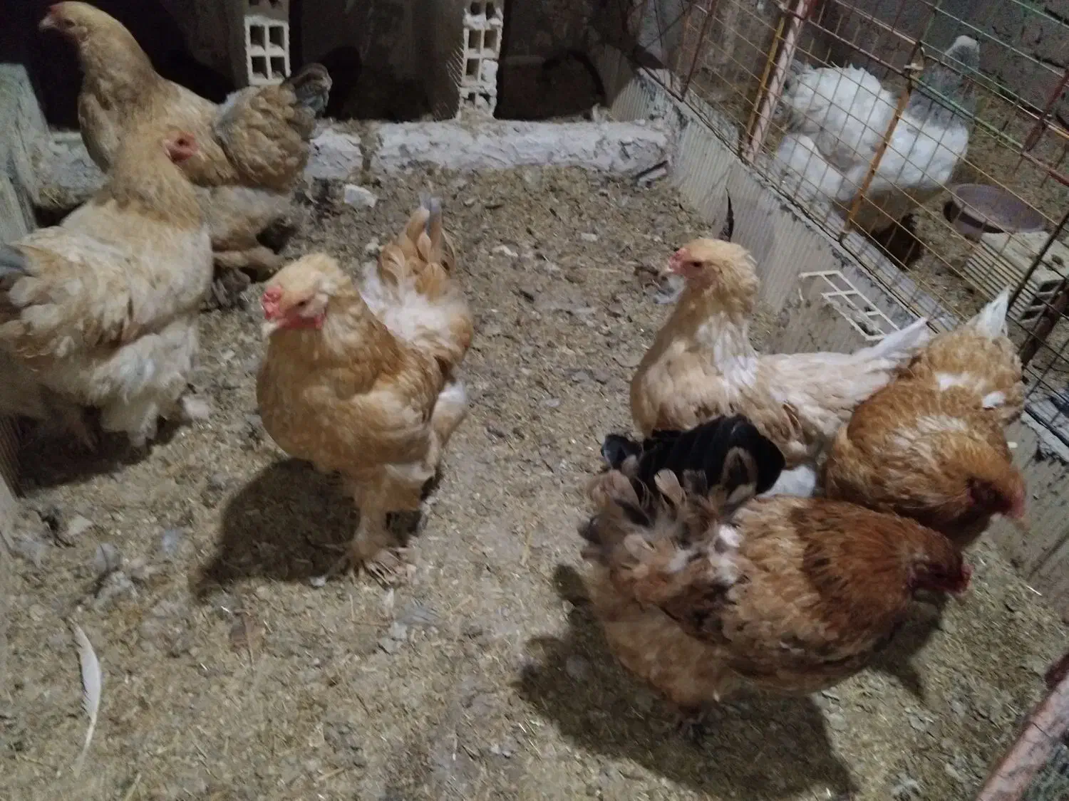 مرغ برهما‌جوان‌|حیوانات مزرعه|قم, ولیعصر|دیوار