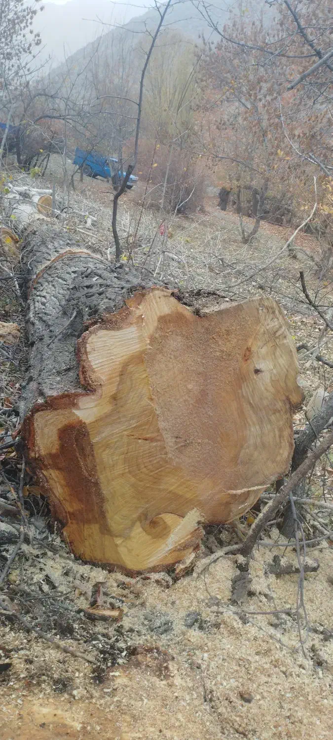 خرید چوب باغات|خدمات باغبانی و درختکاری|چناران, |دیوار