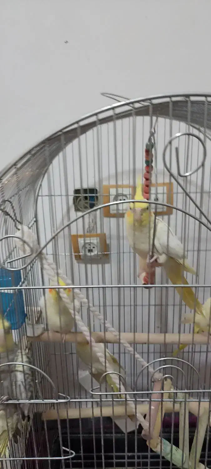 چروس هلندی جفت و تک به شرط تخم با کاغذ تضمینی|پرنده|پاکدشت, پاکدشت (مامازند)|دیوار