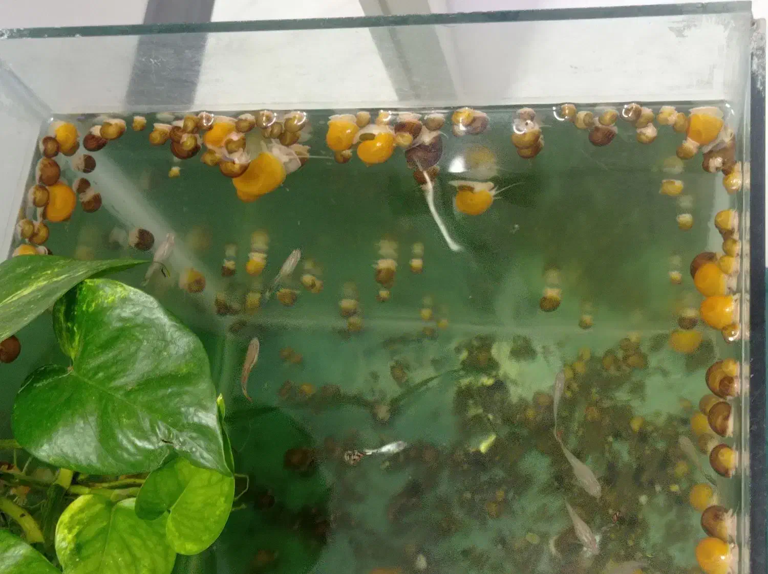 حلزون سیب|ماهی|گرگان, |دیوار