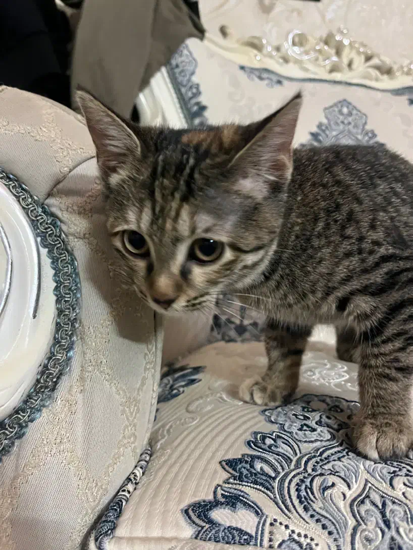 واگذاری بچه گربه|گربه|قم, شهدا|دیوار