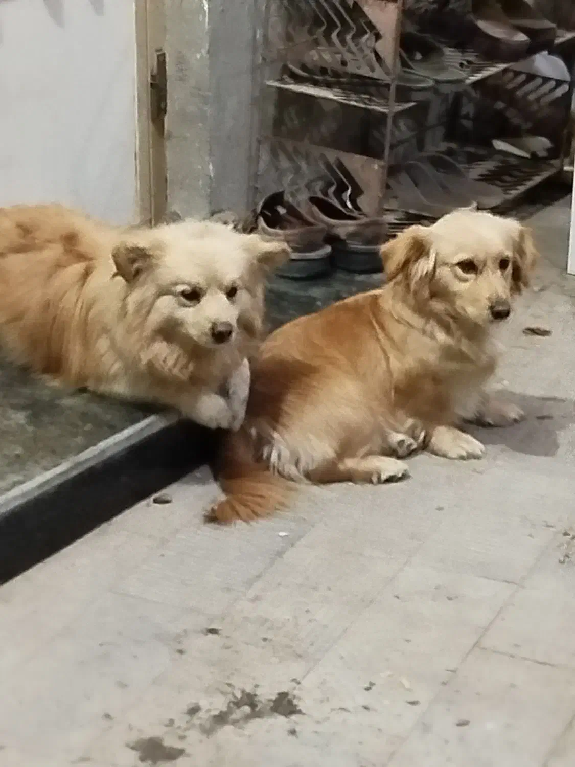 پاکوتاه گم شده|سگ|بناب, |دیوار