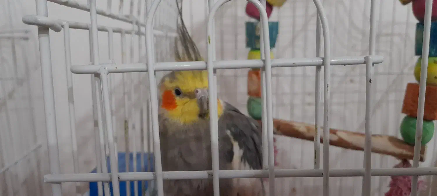 فروش انواع عروس هلندی های زیبا|پرنده|رامهرمز, |دیوار