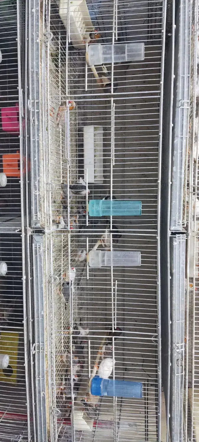 فنچ|پرنده|پرند, فاز ۱|دیوار