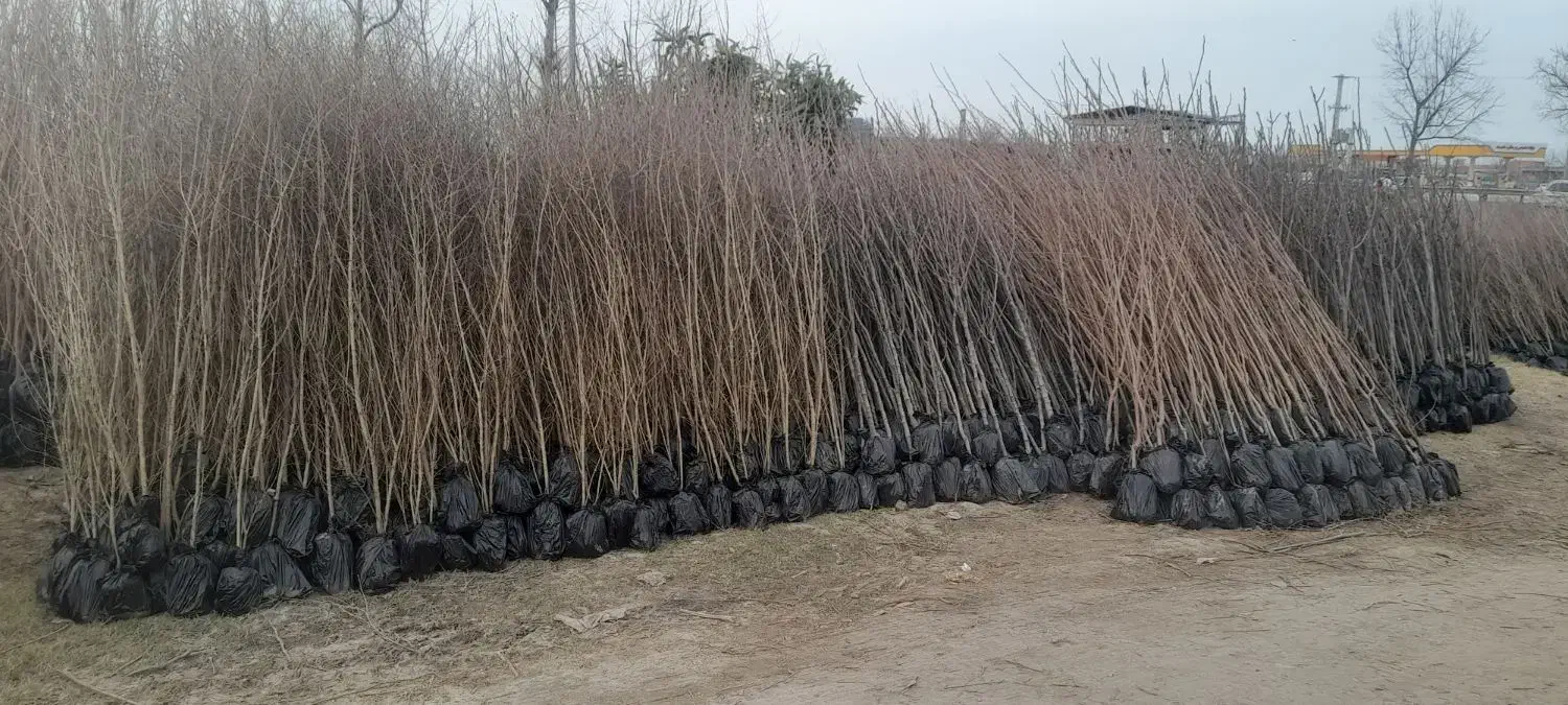 نهال|خدمات باغبانی و درختکاری|مهریز, |دیوار