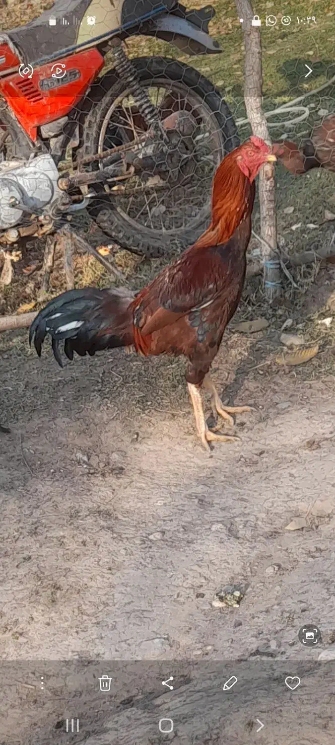 خروس‌لاری|حیوانات مزرعه|ثمرین, |دیوار