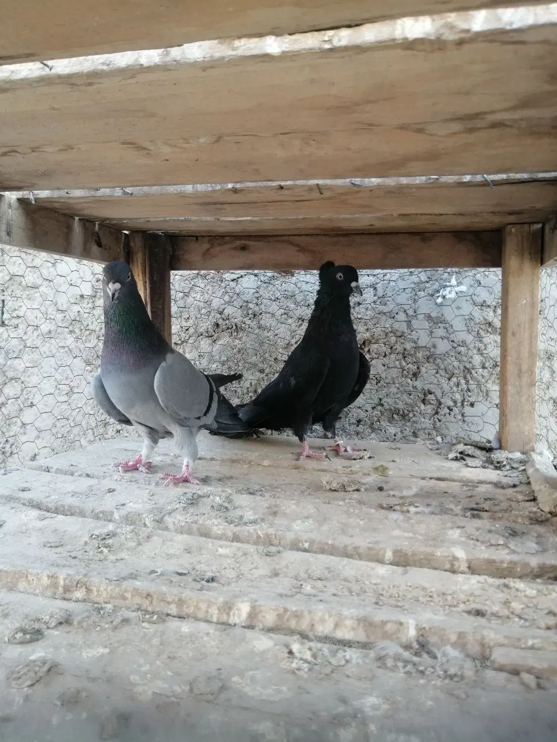 کبوتر دمگیر دوبحر واصفهانی 1/500|پرنده|خمینیشهر, |دیوار