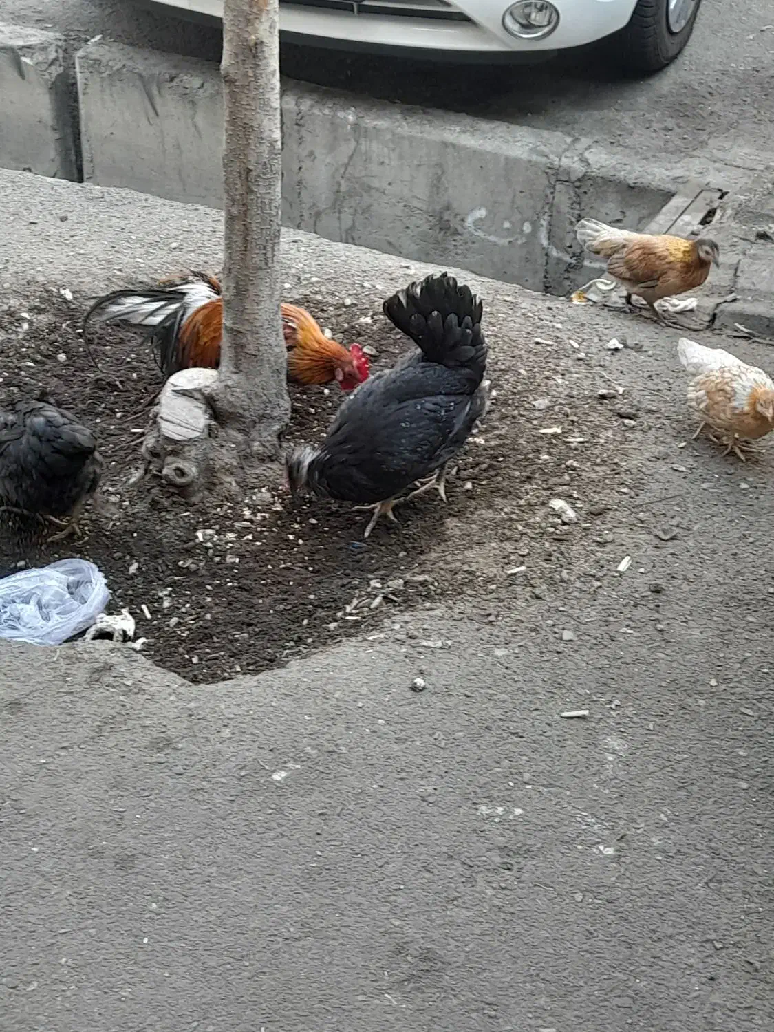 مرغ و خروس|حیوانات مزرعه|تهران, استقلال|دیوار