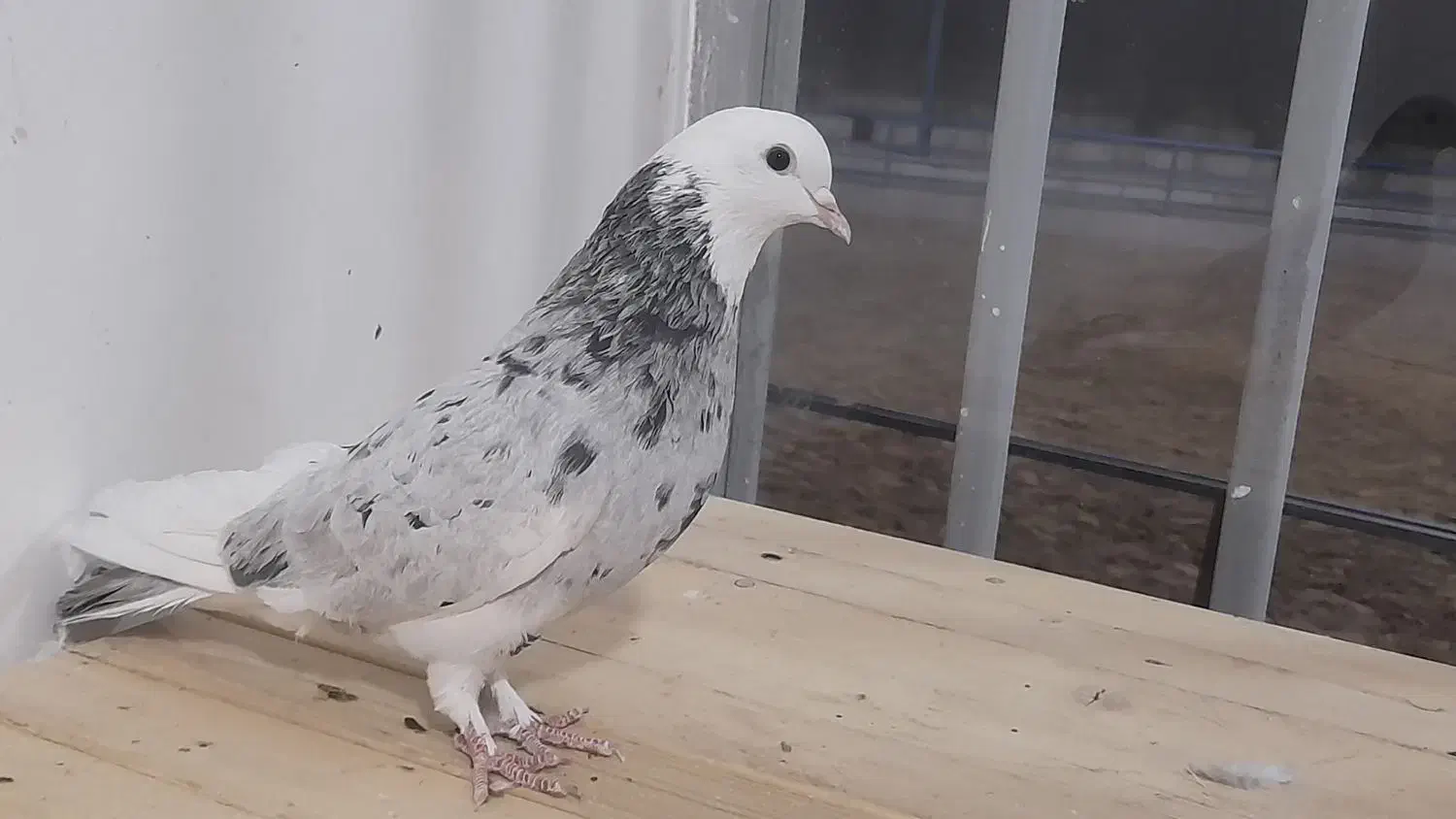 تهرانی شازده ماده هما سرور پرشی|پرنده|برخوار, |دیوار