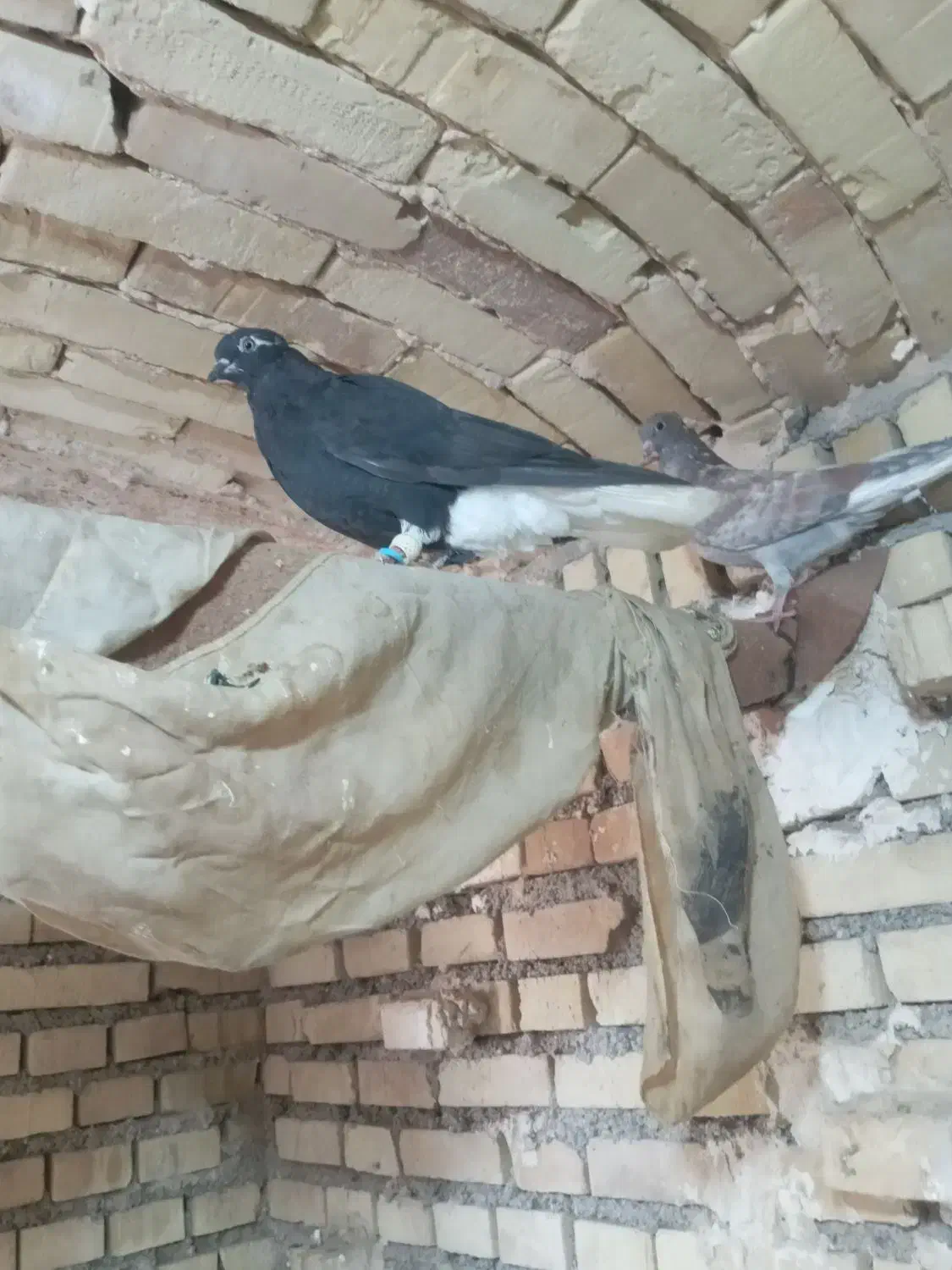 کبوتر|پرنده|اهواز, دغاغله|دیوار