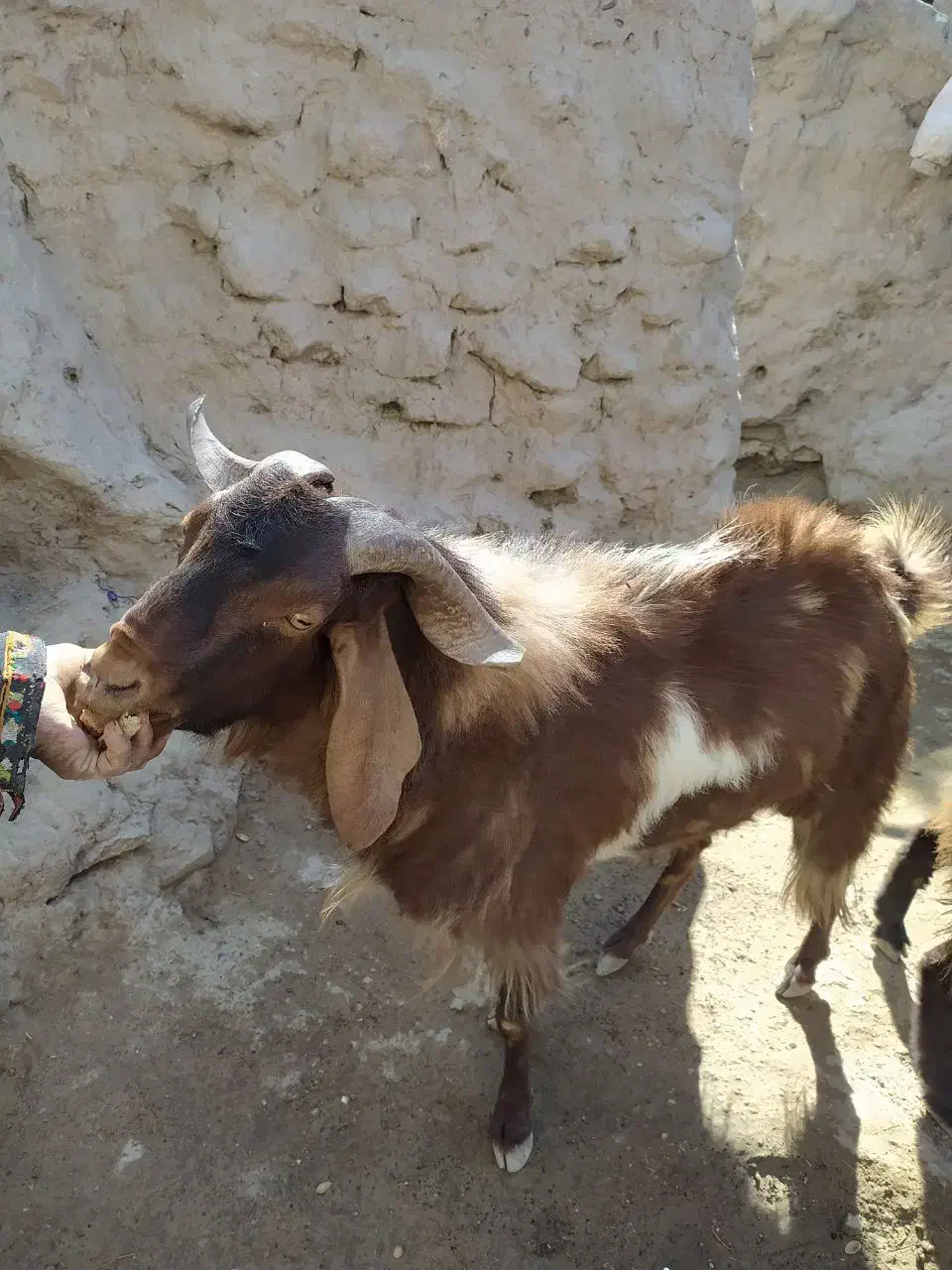 بزغاله نر|حیوانات مزرعه|هامون, |دیوار