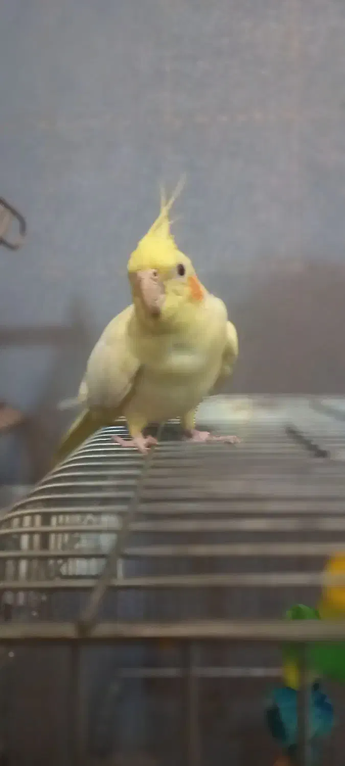 فروش عروس هلندی|پرنده|تهران, حشمتیه|دیوار