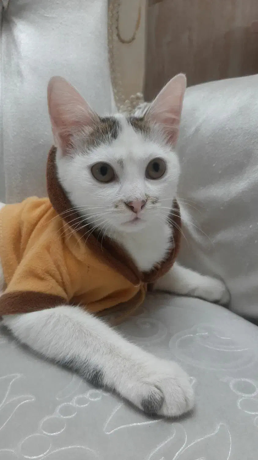 واگذاری رایگان|گربه|قرچک, زیبا شهر|دیوار