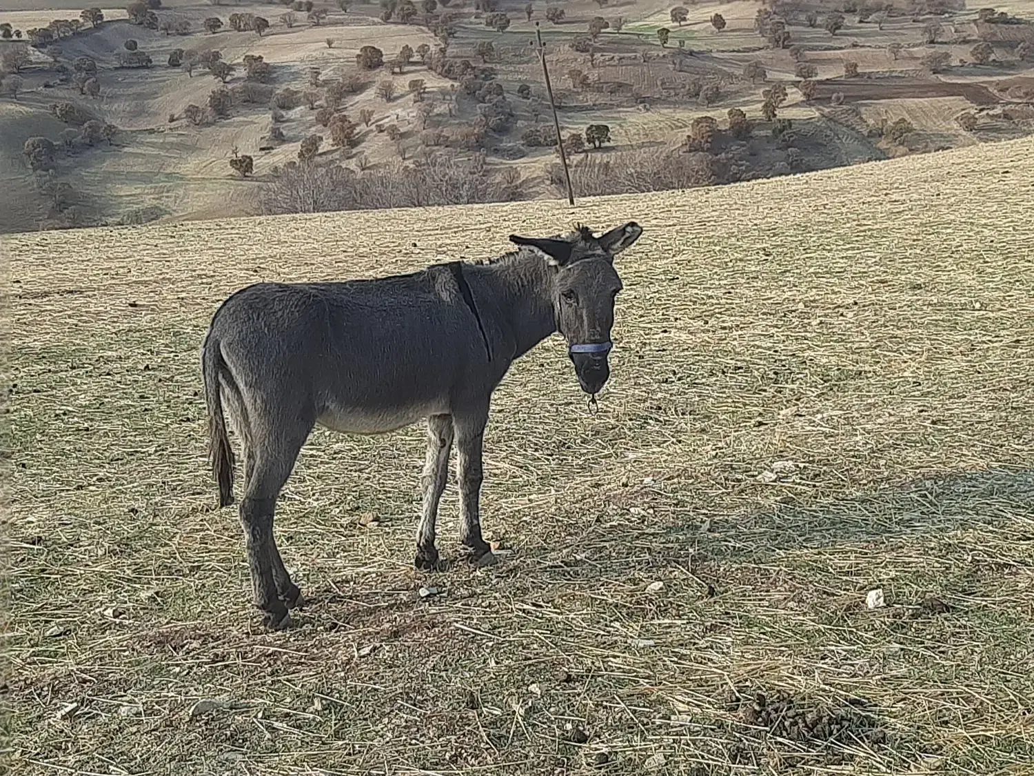 الاغ نر سالم وباربر|حیوانات مزرعه|جوانرود, |دیوار