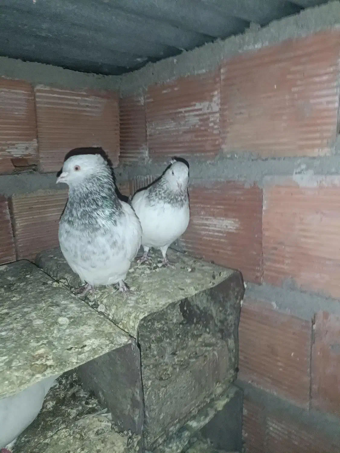 یک جفت کله الماسی|پرنده|زرند, |دیوار