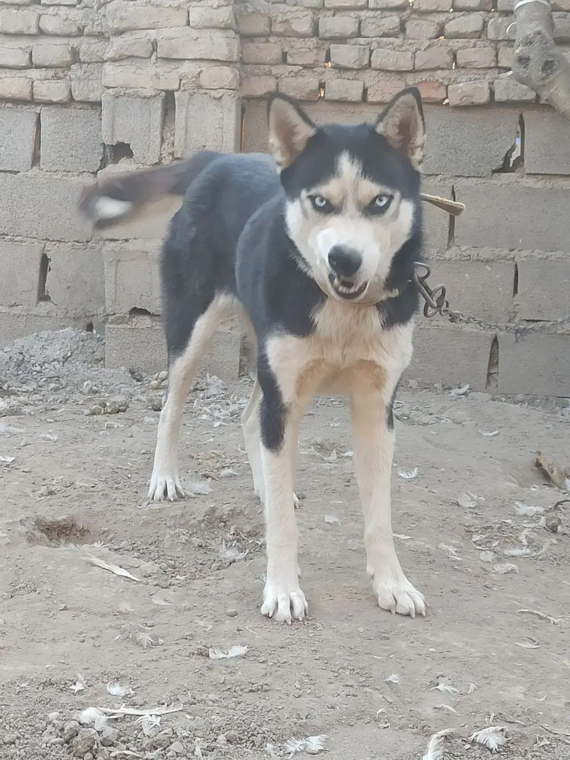 سگ هاسکی قیمت پایین|سگ|آزادشهر, |دیوار