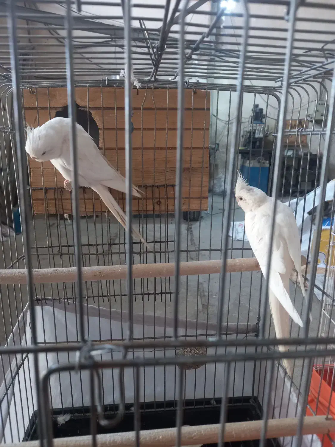 عروسی هلندی سخنگو|پرنده|پاکدشت, پاکدشت (مامازند)|دیوار