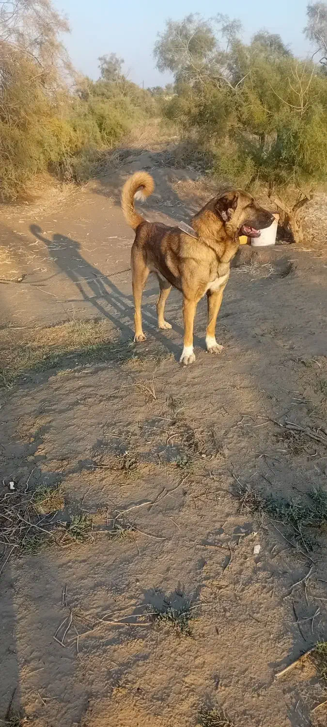 سگ پژدر|سگ|اهواز, زردشت|دیوار