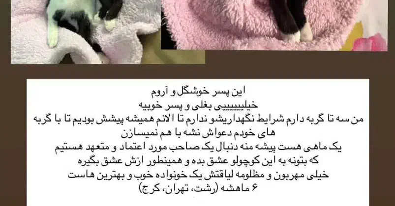 واگذاری|گربه|رشت, رودبارتان|دیوار