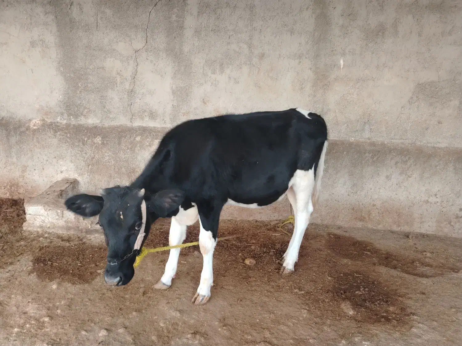 گوساله|حیوانات مزرعه|آبپخش, |دیوار