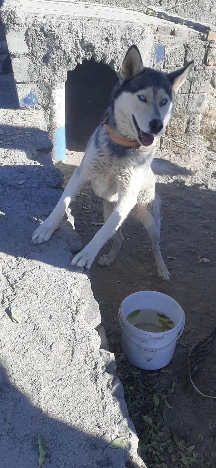 سگ هاسکی|سگ|مود, |دیوار