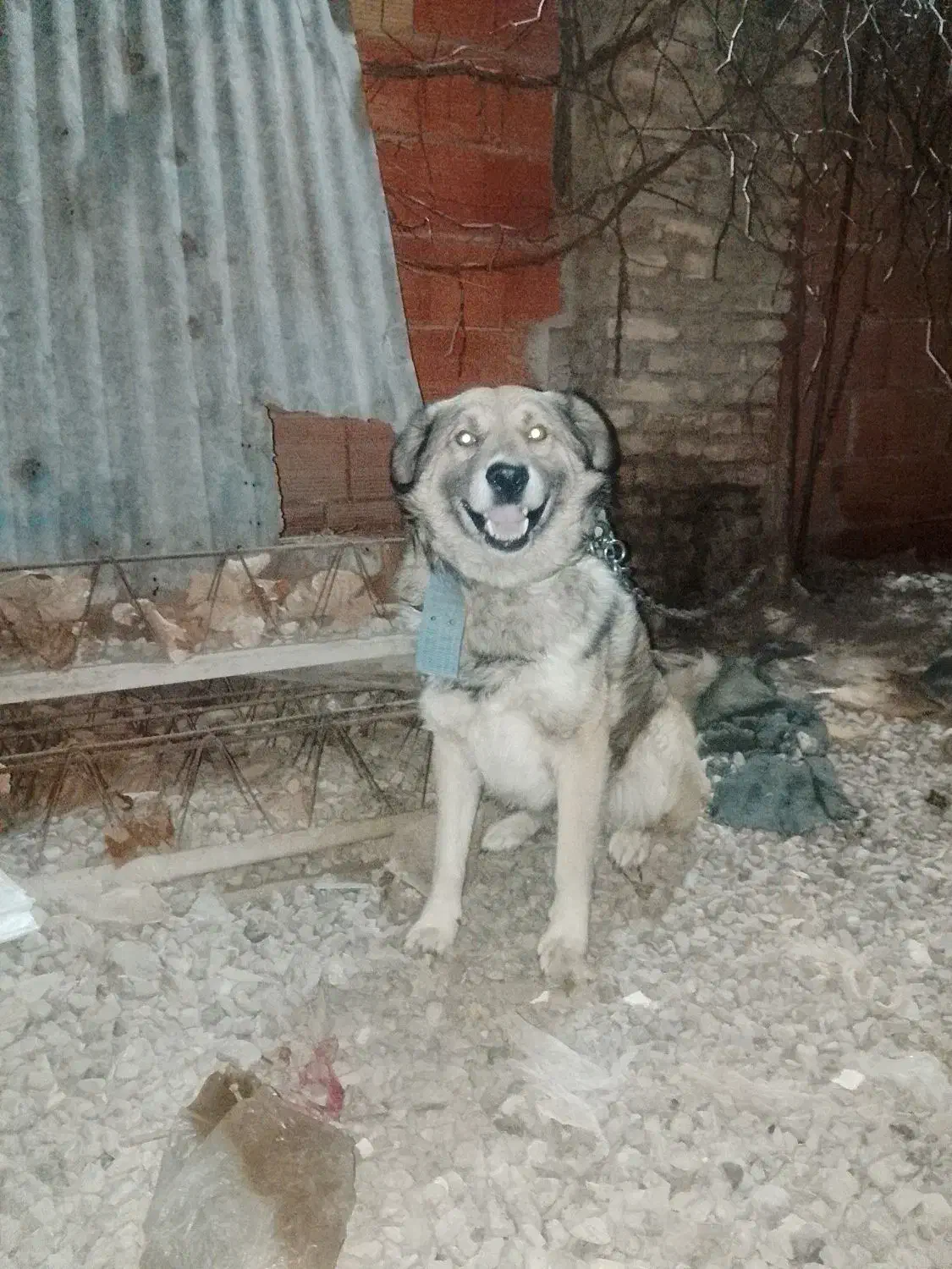 سگ نگهبان جلب ضمانتی گیرندگی|سگ|فاضل آباد, |دیوار