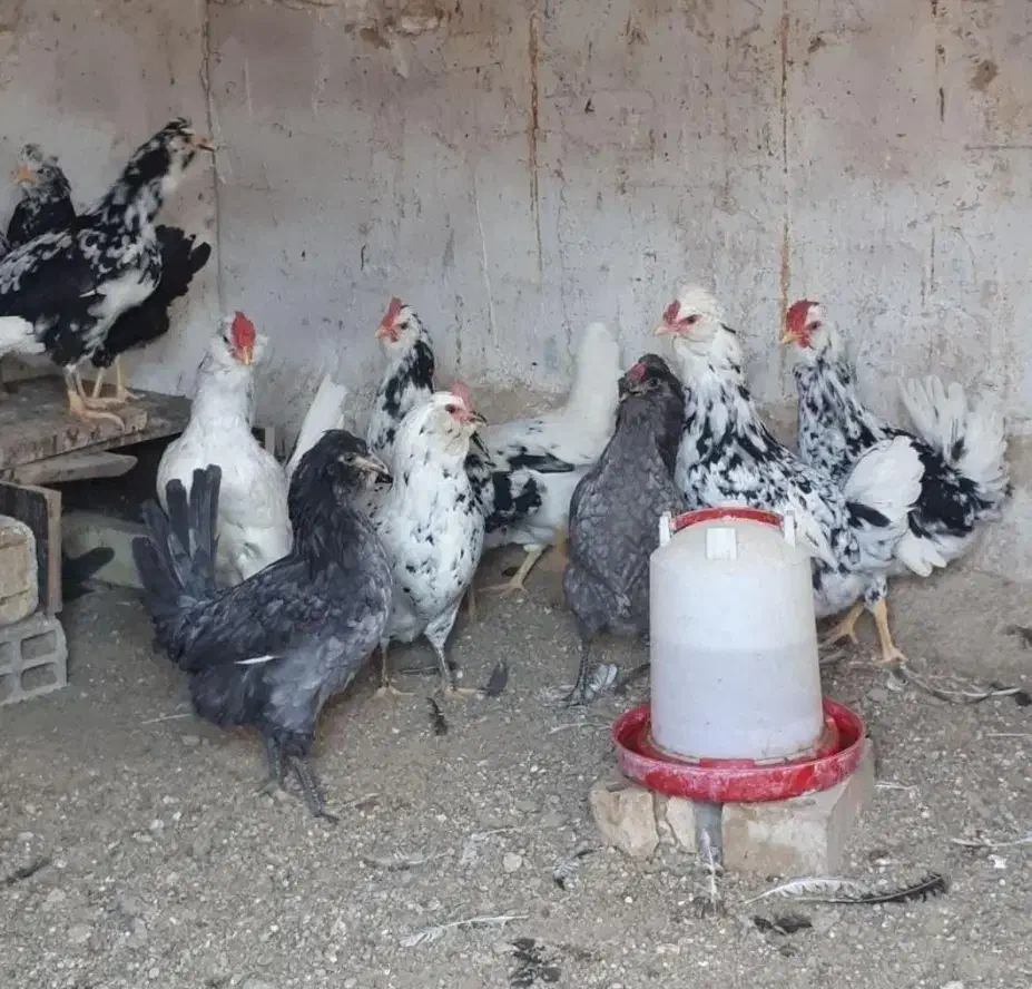 تعدادی مرغ و خروس گلین اصل|حیوانات مزرعه|کرج, مجتمع صنفی صنعتی|دیوار