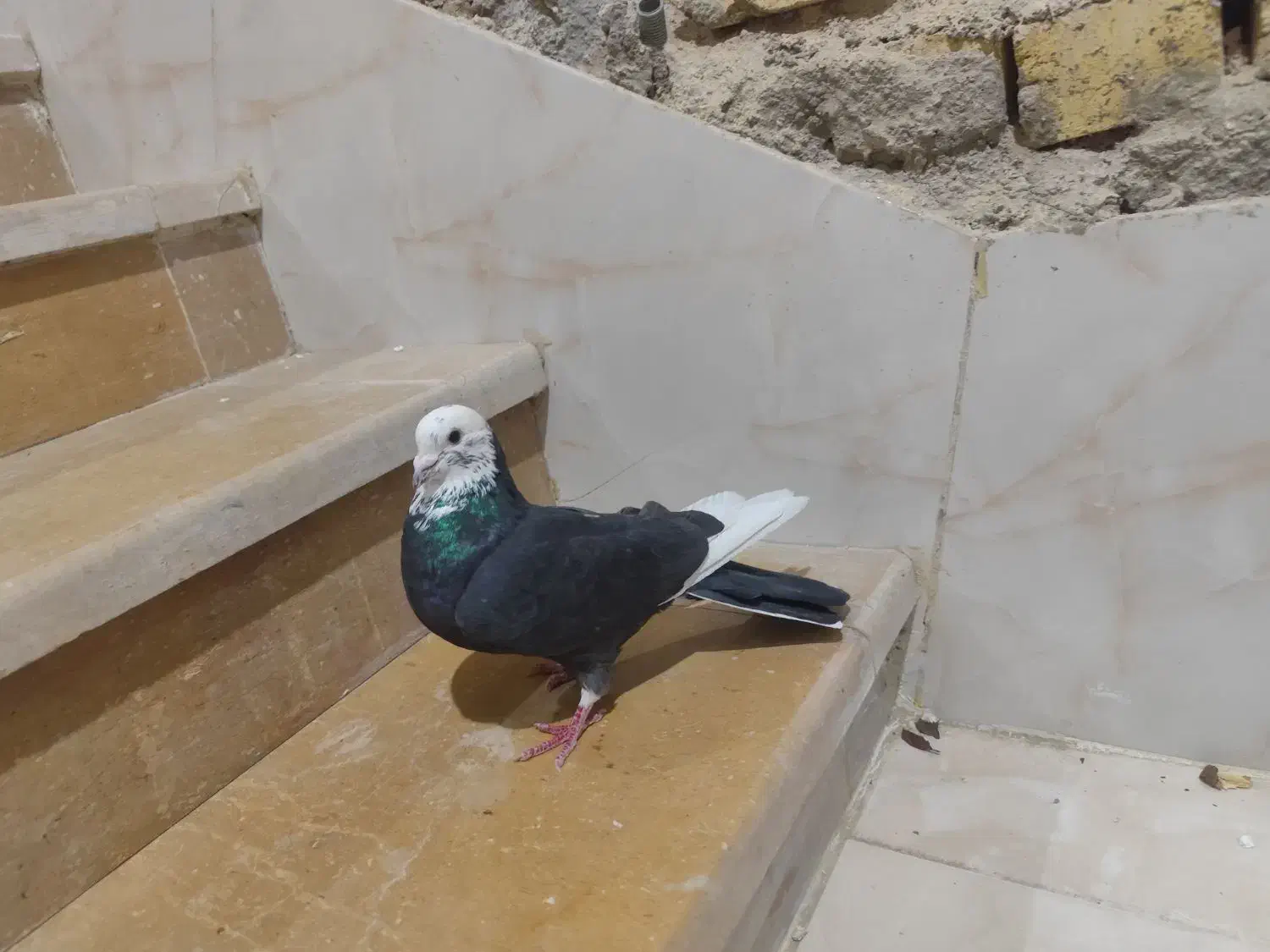 کفتر غزه سیاه|پرنده|شیراز, دکتر حسابی|دیوار