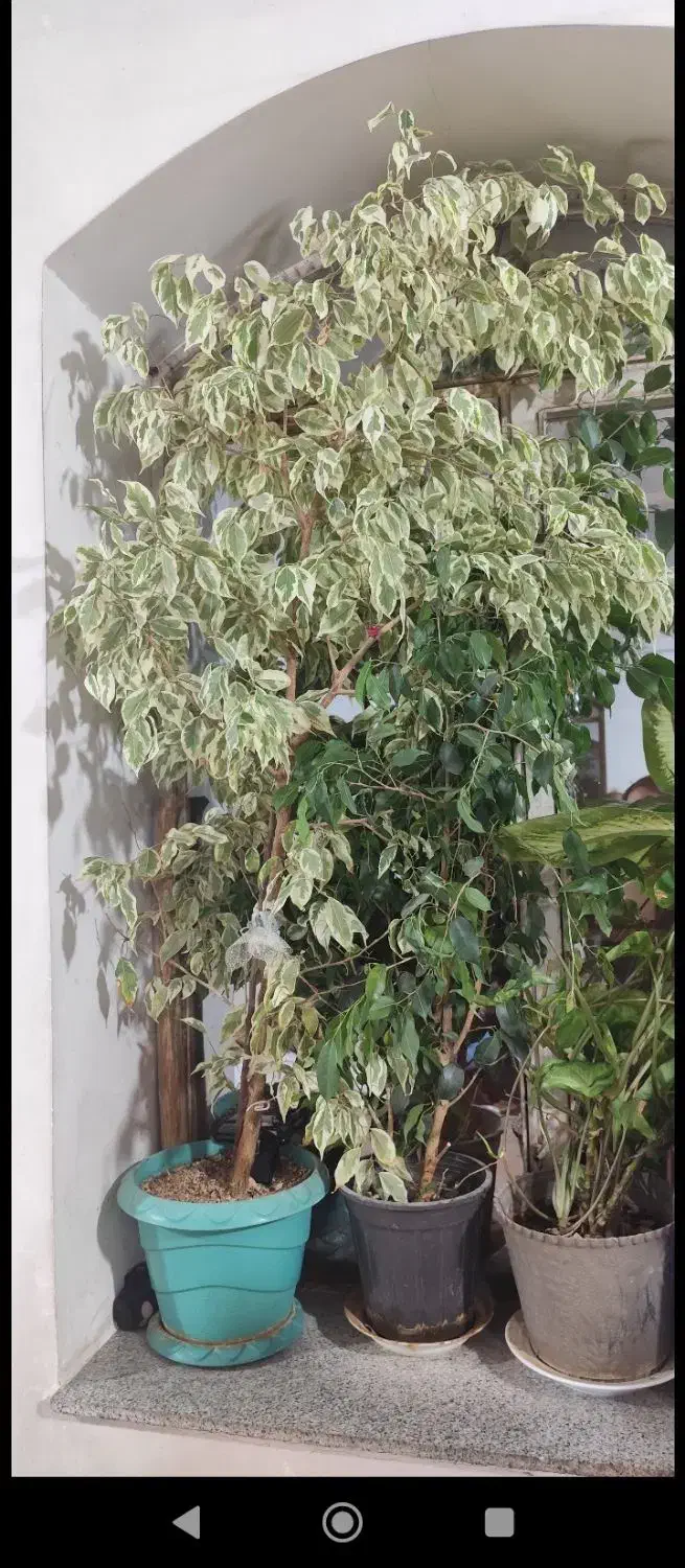 گل بنجامین|گل و گیاه طبیعی|نوشین شهر, |دیوار