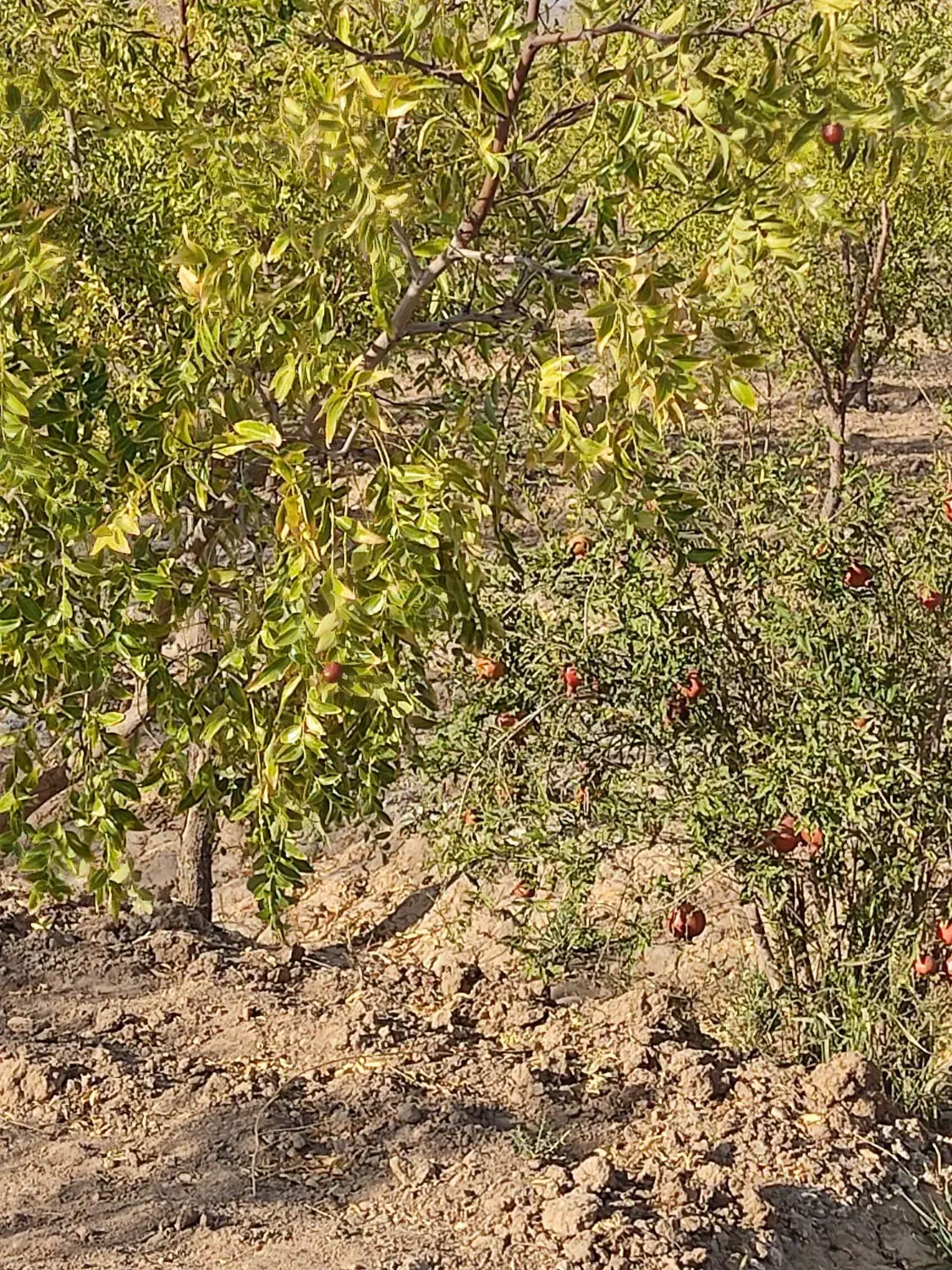 معاوضه ۲۶۰۰مترباغ بایک ساعت و بیست دقیقه اب|فروش خانه و ویلا|خوسف, |دیوار