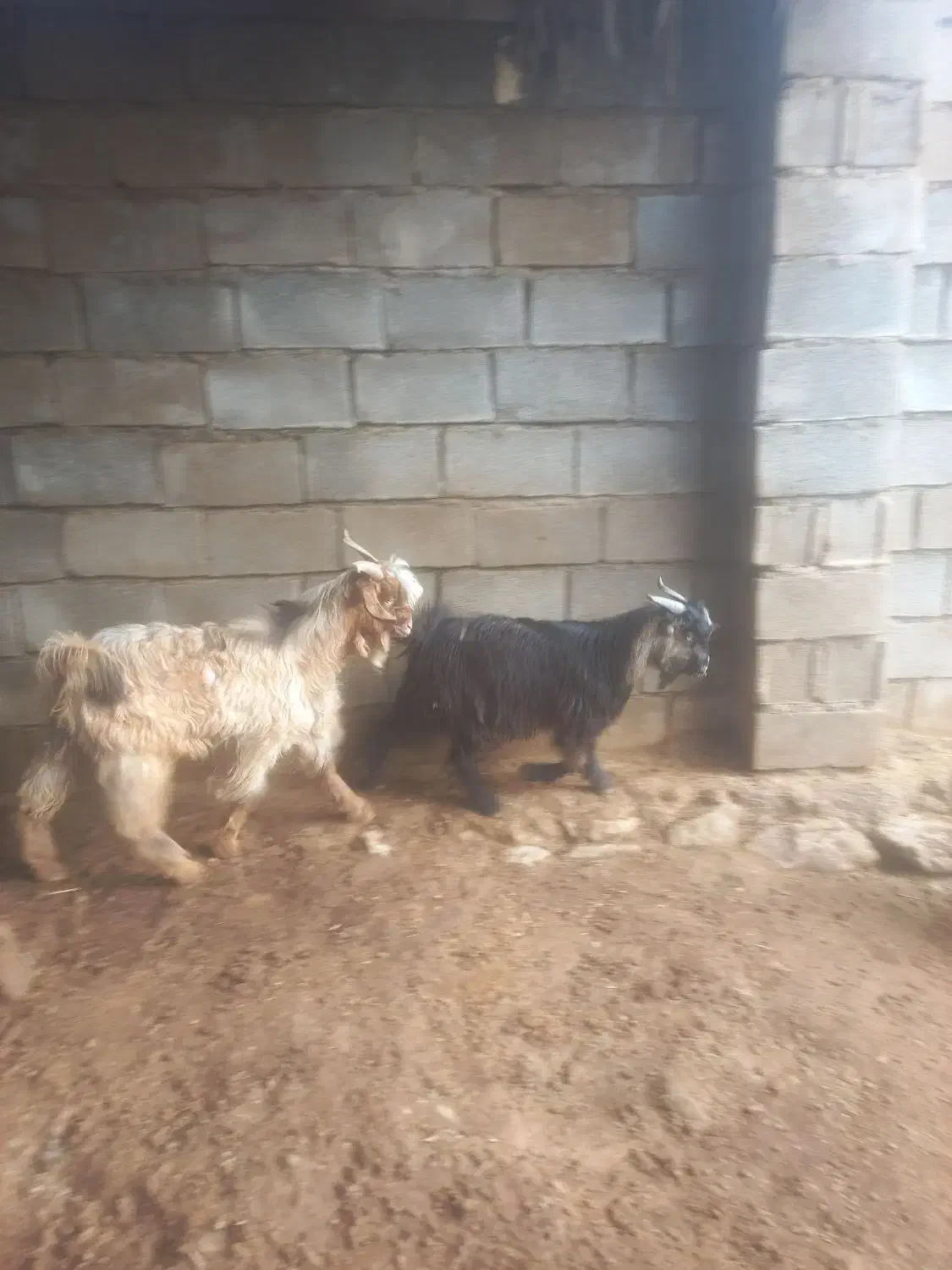 دوتا بیگ|حیوانات مزرعه|شوشتر, |دیوار