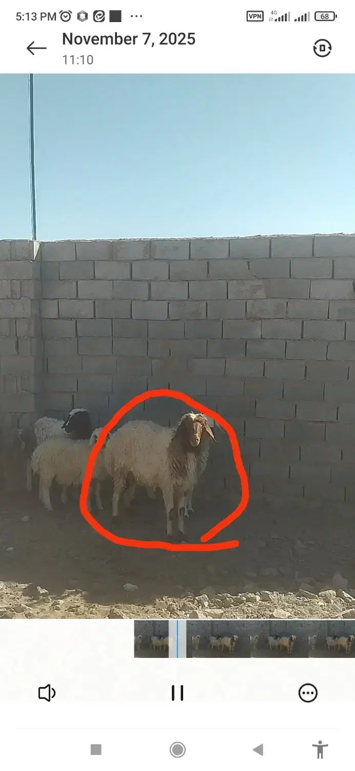 بره قوچی|حیوانات مزرعه|بیرجند, |دیوار