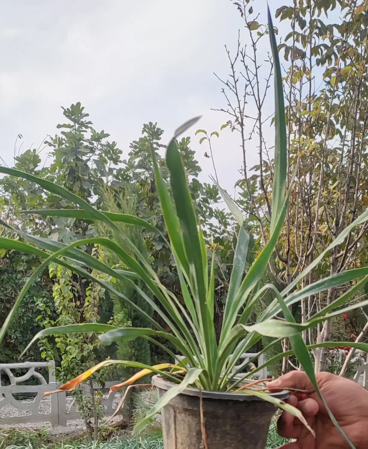 یوکا سه و نیم|گل و گیاه طبیعی|گرگان, |دیوار