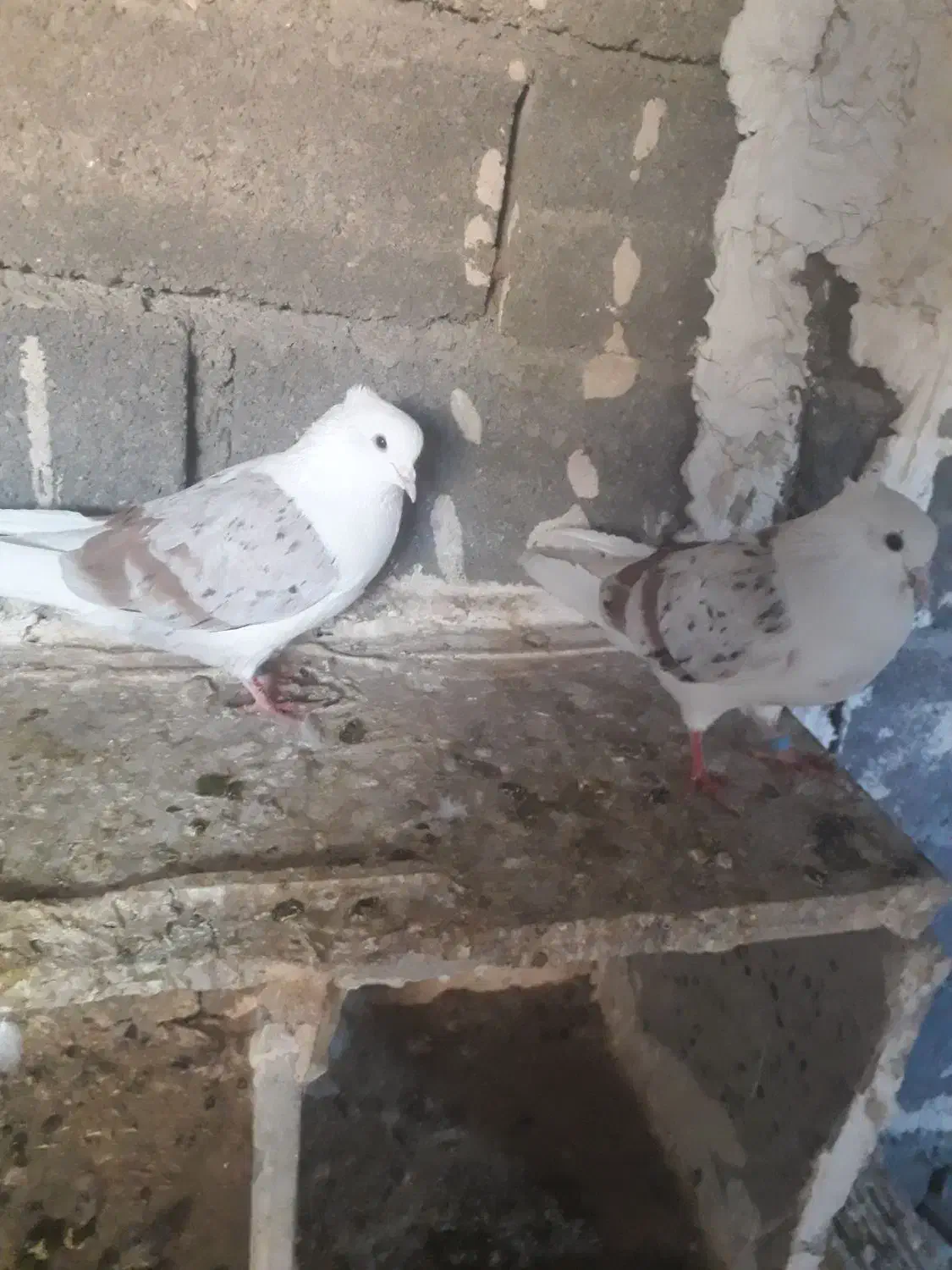 خوشونه|پرنده|چگنی, |دیوار