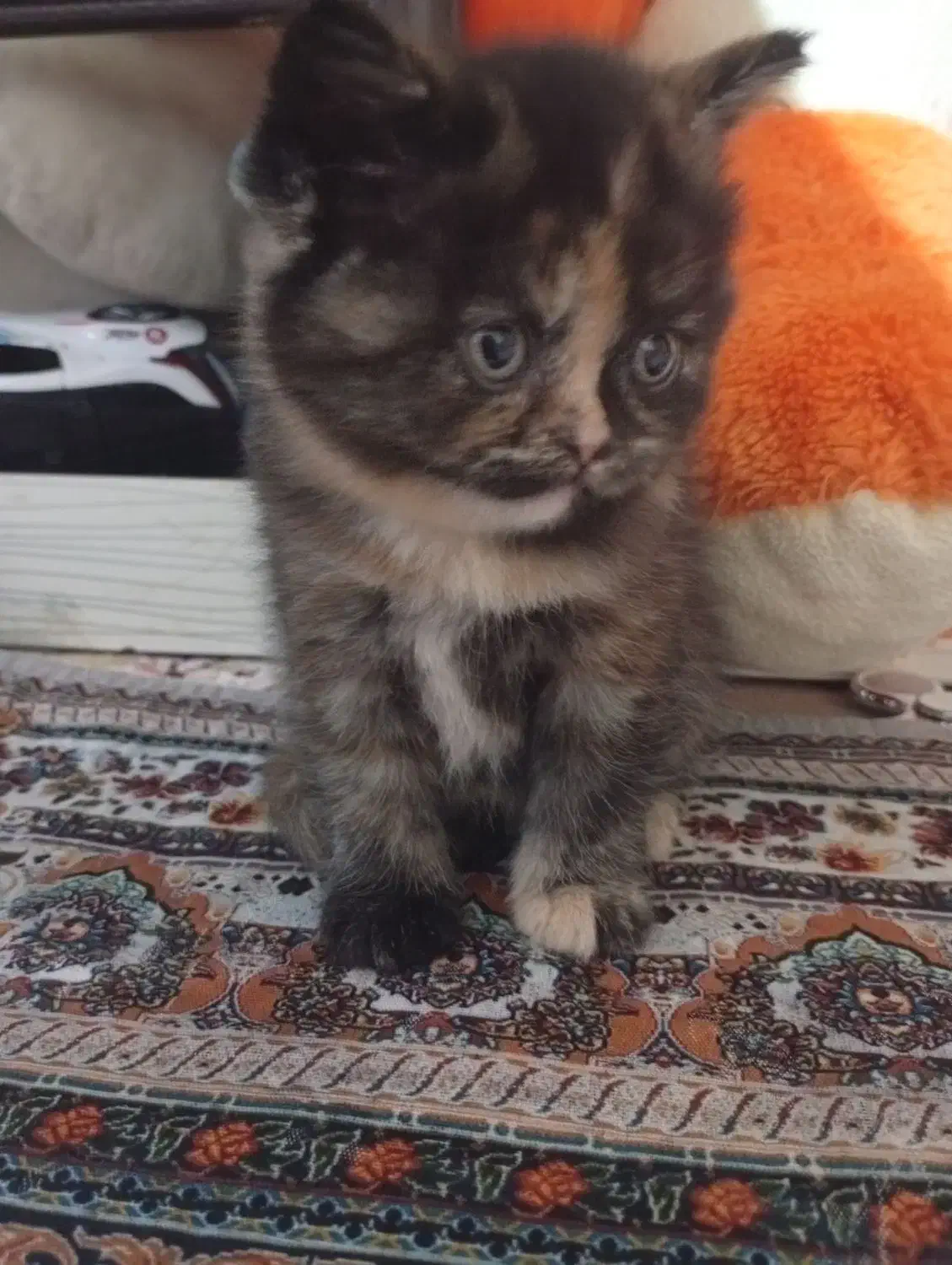 واگذاری|گربه|برازجان, |دیوار