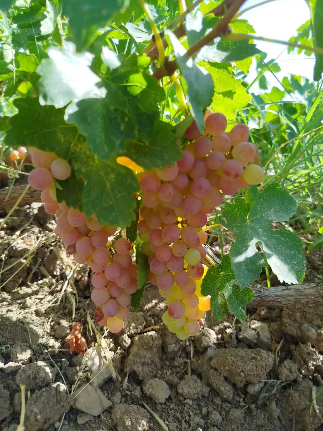 یک قطعه زمین با سند تک برگ|فروش زمین و ملک کلنگی|حلب, |دیوار