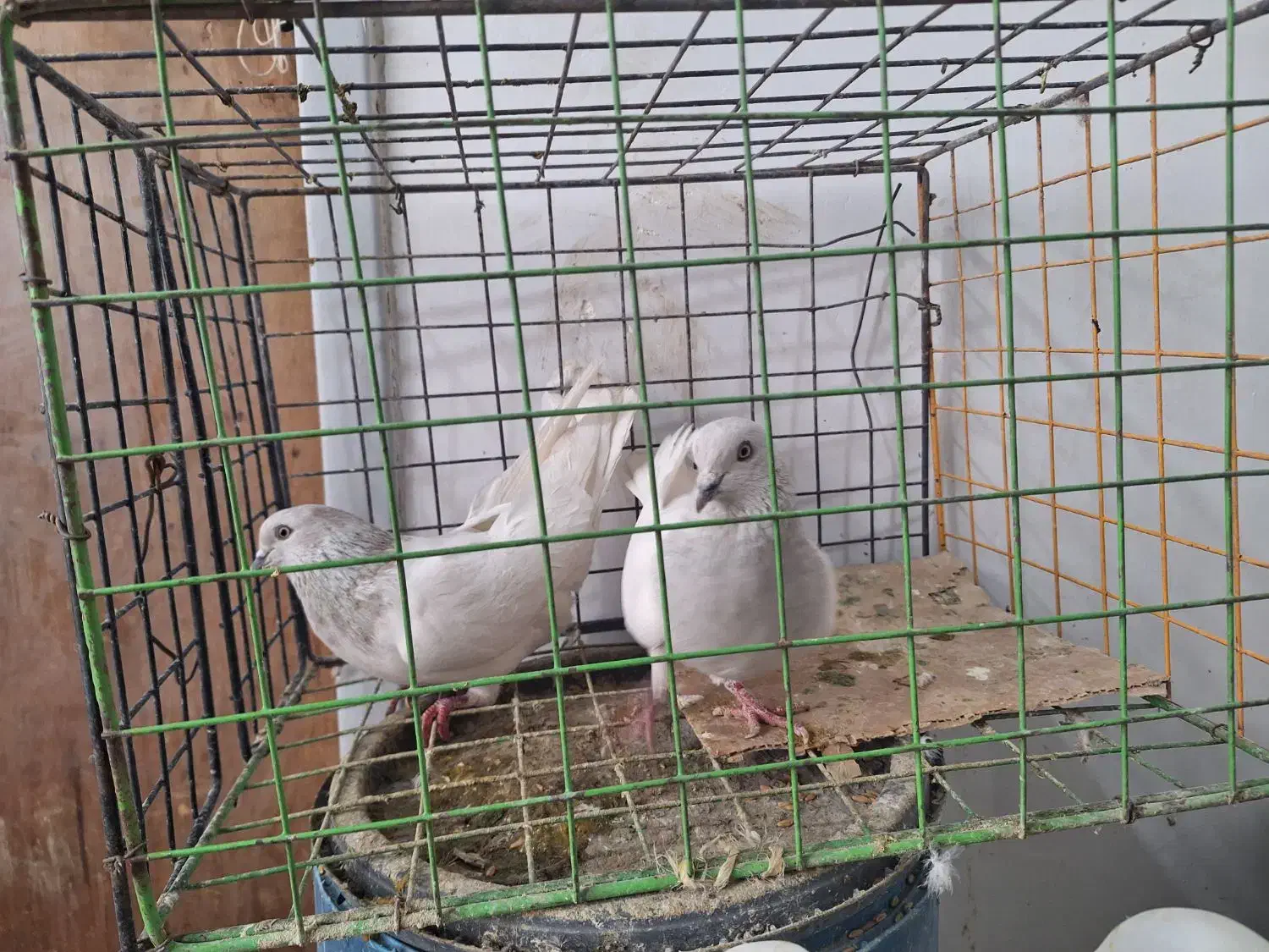 کبوتر کله الماسی|پرنده|بستان آباد, |دیوار