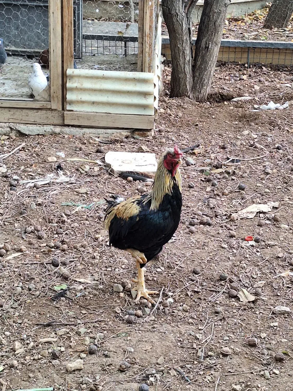 مرغ وخروس|حیوانات مزرعه|پردیس, شهرک صنعتی خرمدشت فاز ۷|دیوار