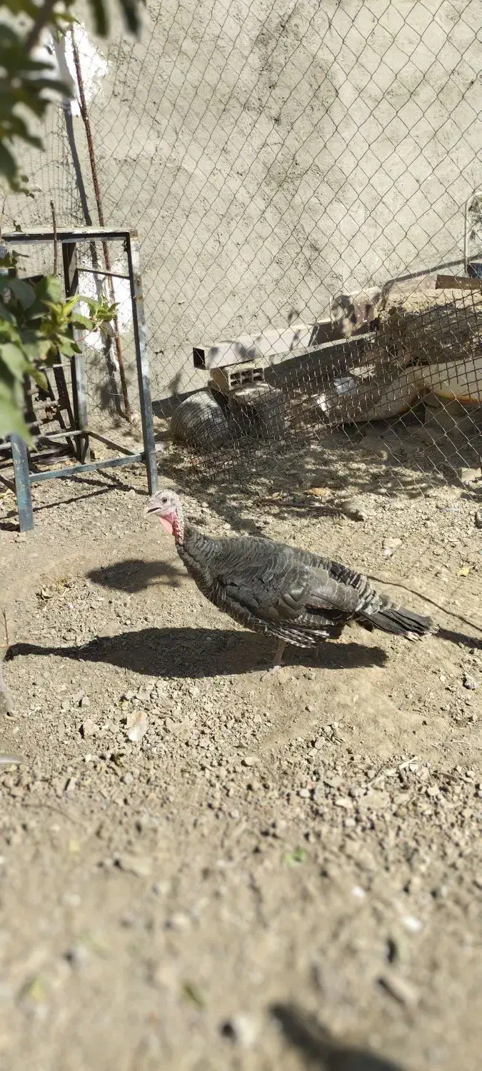 بوقلمون برنز ارگانیک|حیوانات مزرعه|کرج, شهرک احمدیه|دیوار