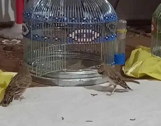 سهره خاکی قناری|پرنده|اصفهان, بوستان ناژوان|دیوار