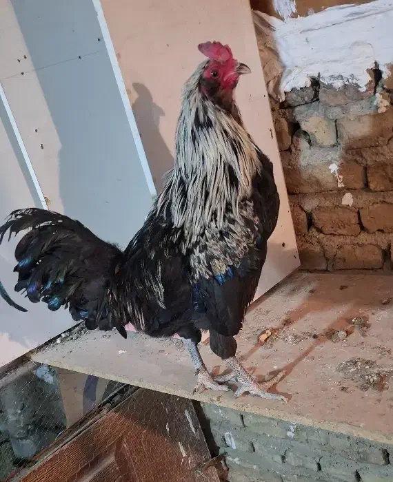 خروس اصیل گلین، کود رایگان|حیوانات مزرعه|وحیدیه, |دیوار